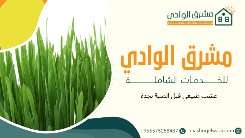 عشب طبيعي قبل الصبة بجدة